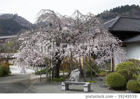 Zongsho-ji Temple Weeping cherry tree (Midori Ward Chigi Ryo: Sagamihara City) 39249559