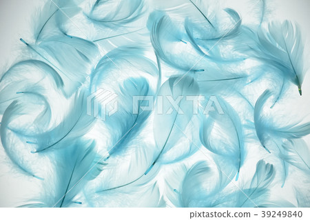 Blue feather transparent to light Blue feather transparent to light 39249840