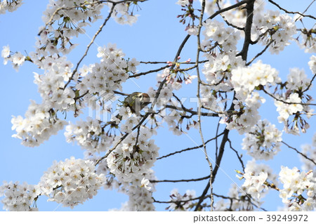 Japanese scenery Sparrow (Harima slope) B continuous photograph (2-2) which sucks the nectar of cherry blossoms, others search Harima Sakaj Japanese scenery Sparrow (Harima slope) B continuous photograph (2-2) which sucks the nectar of cherry blossoms, others search Harima Sakaj 39249972