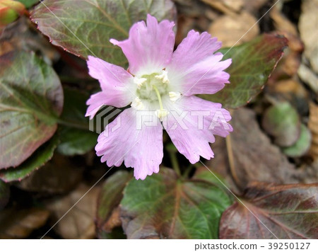 Iwauchichiwa 8告訴白雪皚皚的國家的春天 39250127