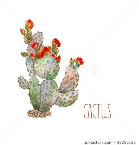 Watercolor botanical illustration cactus, isolated 39250188