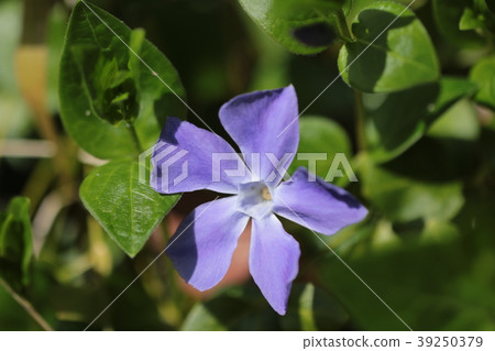 長春花 39250379