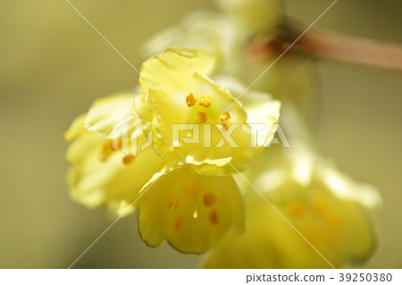 Hyuga mizuki 39250380