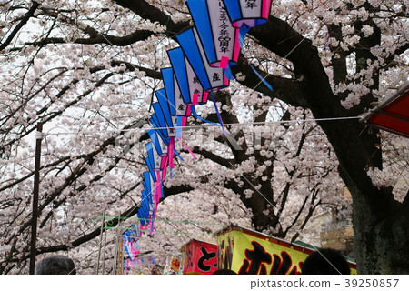 Cherry blossoms along the Ooka River, Yokohama Cherry blossoms along the Ooka River, Yokohama 39250857