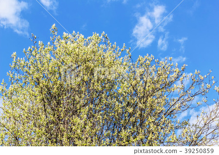 Blooming tree against blue sky Blooming tree against blue sky 39250859