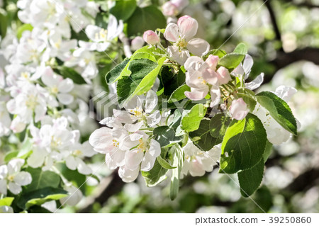 Blooming apple tree 39250860