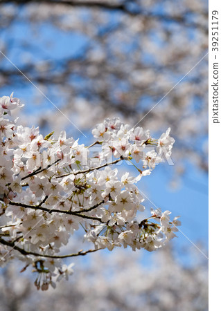 Cherry Blossoms	 39251179