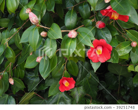 茶花 茶花 39251748
