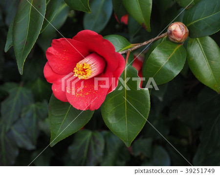 茶花 茶花 39251749