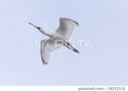 Higashi Yohah Heron， 39252528