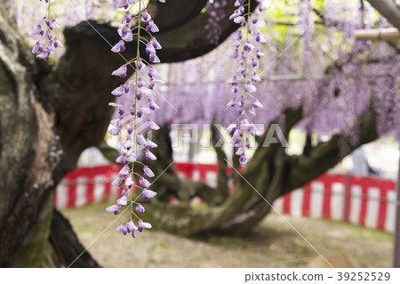 Yanagawa Nakayama Ofuji 39252529