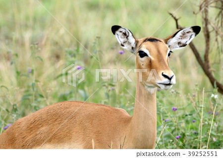 Serengeti National Park 39252551
