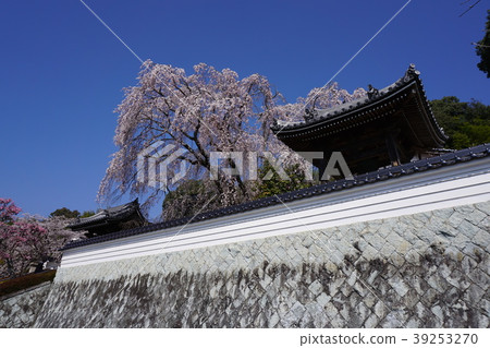 位於津山市江東區的“千光寺”:櫻花盛開 位於津山市江東區的“千光寺”:櫻花盛開 39253270