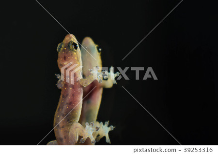 Baby Lizard. Baby Lizard. 39253316