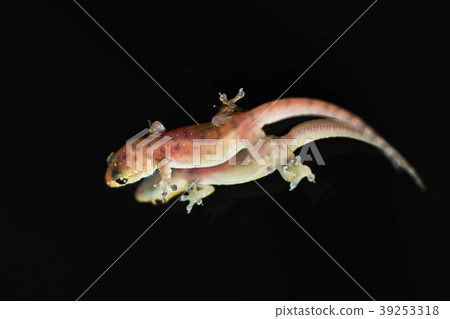 Baby Lizard. 39253318