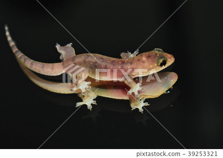 Baby Lizard. 39253321