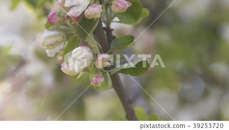 blossoming apple tree in a garden on a warm summer 39253720