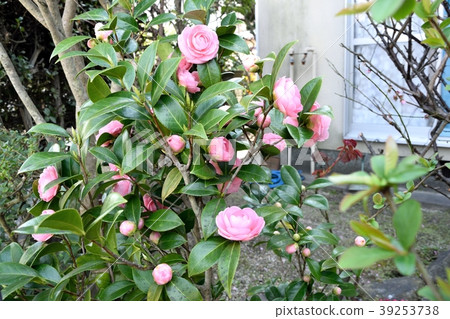 Yae camellia 39253738