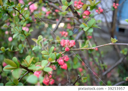 Bud morph Bud morph 39253957