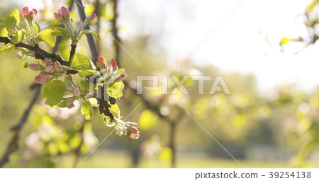blossoming apple tree in a garden on a warm summer blossoming apple tree in a garden on a warm summer 39254138