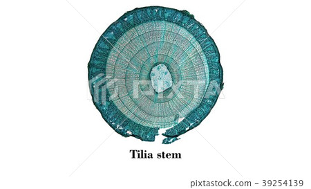 Tilia stem micrograph Tilia stem micrograph 39254139