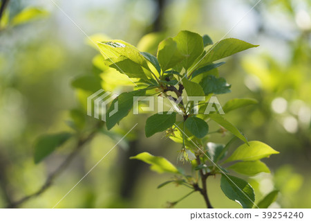 green cherry leaves on a summer day 39254240