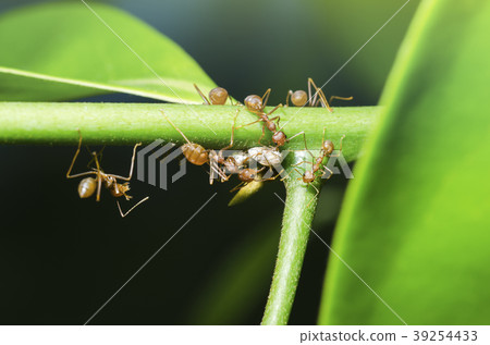 Ants on the tree 39254433