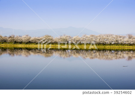 Tachioka Nature Park Sakura Park 39254602