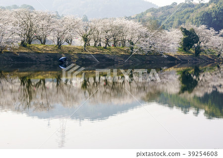 Tachioka自然公園櫻花公園 Tachioka自然公園櫻花公園 39254608