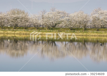 Tachioka自然公園櫻花公園 Tachioka自然公園櫻花公園 39254609