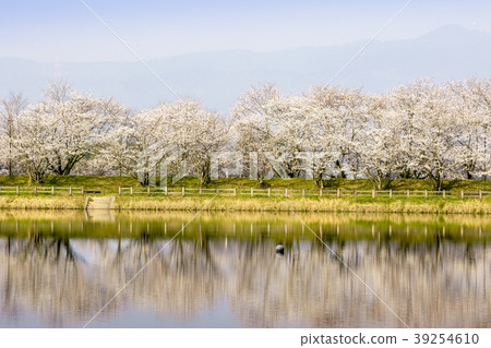 Tachioka Nature Park Sakura Park 39254610