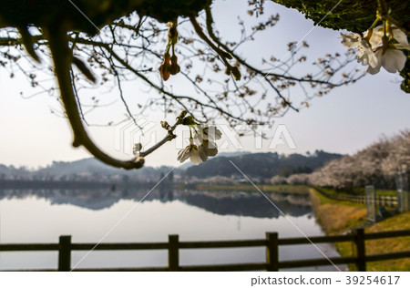 Tachioka Nature Park Sakura Park 39254617