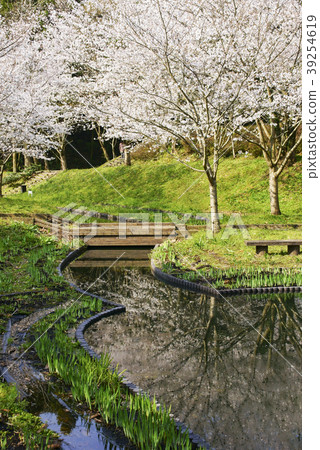 Tachioka Nature Park Sakura Park 39254619