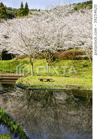 Tachioka Nature Park Sakura Park 39254620