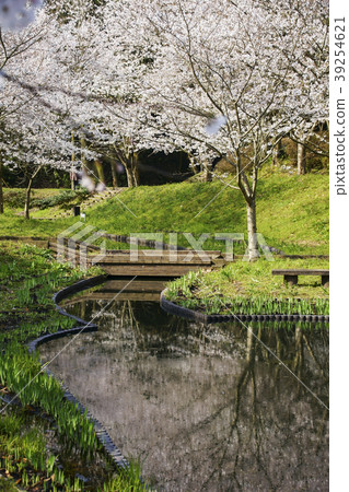 Tachioka自然公園櫻花公園 39254621