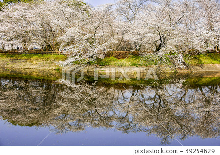Tachioka自然公園櫻花公園 Tachioka自然公園櫻花公園 39254629