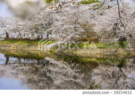 Tachioka自然公園櫻花公園 39254632