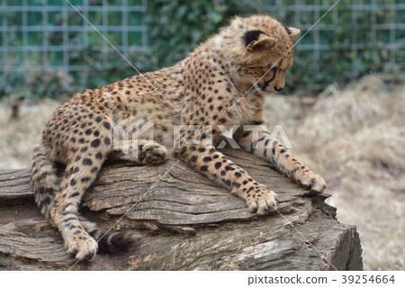 Cheetah of Izu Animal Kingdom - Stock Photo [39254664] - PIXTA
