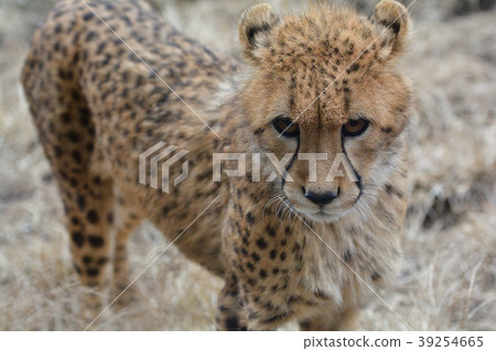 Cheetah of Izu Animal Kingdom - Stock Photo [39254665] - PIXTA