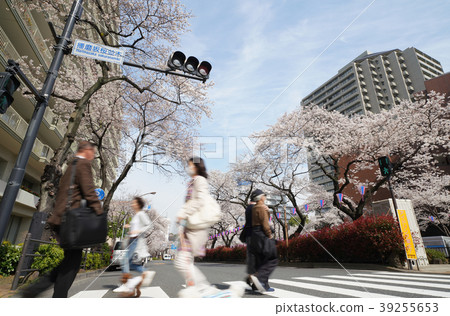 Tokyo cityscape of Japan Sakura of Harima slope 39255653
