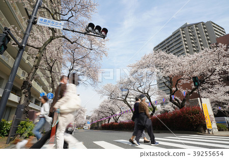 Tokyo cityscape of Japan Sakura of Harima slope 39255654