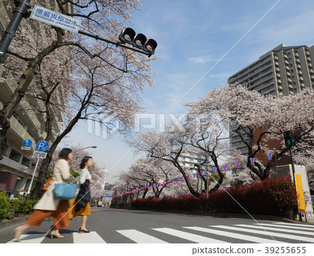 Tokyo cityscape of Japan Sakura of Harima slope 39255655