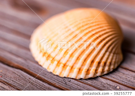 Seashell on wooden background close 39255777