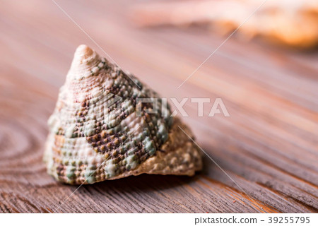 Seashell on wooden background close 39255795