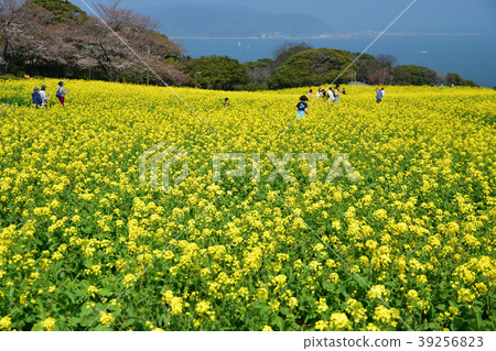 Nokonoshima在春天 Nokonoshima在春天 39256823