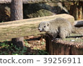 可愛的小松鼠 39256911