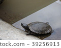 龜 39256913