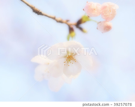Cherry blossoms blending into the sky 39257078