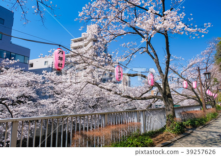 Bunkyo Ward Kandagawa cherry blossom trees Bunkyo Ward Kandagawa cherry blossom trees 39257626