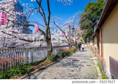 Bunkyo Ward Kandagawa cherry blossom trees 39257627
